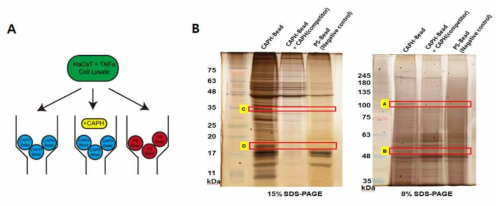 (A) CA-PH 결합단백질 정제 실험 모식도. (B) CA-PH affinity chromatography 수행 후 CA-PH 결합단백질을 SDS-PAGE/silver staining을 실시한 젤. 밴드 (A∼D)에 해당하는 단백질이 CA-PH 특이적으로 결합한 것임