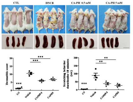 DNCB 화학자극제로 아토피 피부염을 유발한 후 CA-PH 용액을 도포하고 피부와 비장(spleen)을 육안적으로 관찰함. 피부중증도 점수화를 통하여 아토피 피부염 증상의 호전도를 확인하고, 긁는 행동(scratching behavior)를 통하여 소양증 완화에 효과가 있음을 확인함