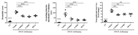 CA-PH 5mM 농도로 DNCB 유래 아토피피부염 마우스 모델로 실험함