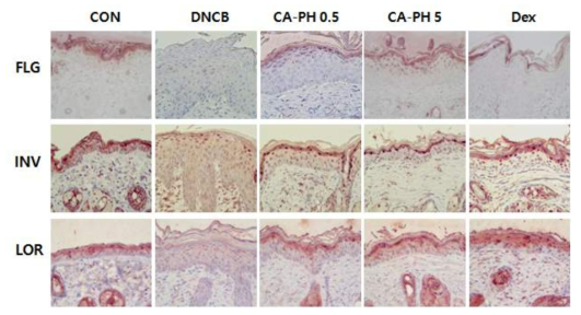 CA-PH를 도포한 피부의 표피에서 0.5mM, 5mM 의 농도 모두 Dexamethasone을 도포한 군과 유사한 수준으로 감소함을 확인함