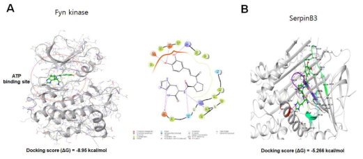 Molecular Docking 시뮬레이션에 의한 CA-PH와 Fyn kinase (A), SerpinB3 (B)간의 결합. Fyn kinase의 ATP 결합부위에 CA-PH가 결합함