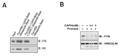 (A) CA-PH affinity chromatography 방법을 이용한 Fyn kinase 확인. (B) DARTS 방법을 이용한 CA-PH와 Fyn kinase간의 결합. Pronase 처리시 CA-PH와 결합한 Fyn kinase의 분해가 억제됨