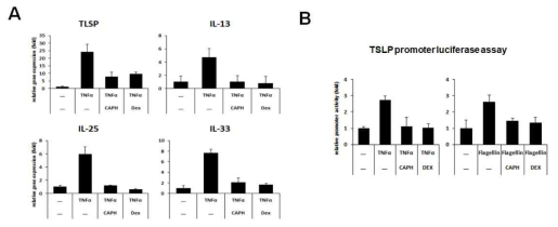 (A) TNFα 처리에 의한 사이토카인 발현이 CA-PH에 의해 억제됨. (B) CA-PH 처리에 의해 TSLP 유전자 활성이 억제됨