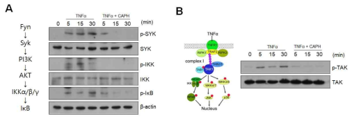 A) TNFα 처리에 의한 Fyn kinase 하위의 인산화 효소인 Syk kinase와 IKK의 인산화가 CA-PH 처리에 의해 감소됨. (B) TNFα 처리에 의한 TAK1 인산화가 CA-PH 처리에 의해 감소됨