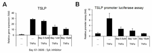 (A) TNFα 처리에 의한 TSLP 발현 증가가 Syk kinase 저해제 (Bay) 처리에 의해 감소됨. (B) TNFα 처리에 의한 TSLP 유전자 프로모터 활성 증가가 Syk kinase 저해제 (Bay) 처리에 의해 감소됨