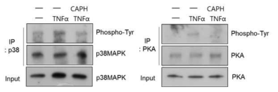 TNFα 처리에 의한 p38 MAPK와 PKA 인산화가 CA-PH 처리에 의해 감소됨