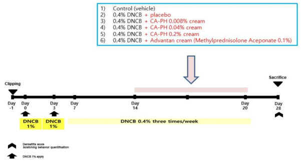 아토피피부염 유발 방법 : BALB/c 마우스의 등과 배쪽을 제모한 후 1주동안 1% DNCB를 배쪽에 도포하여 감작시킨 후, 첫번째 감작 후 1주 후 부터 0.4% DNCB를 한달간 도포하여 아토피를 유도하면서 2주동안 CA-PH 효능 물질을 매일도포하여 28일째 조직을 채취하였음