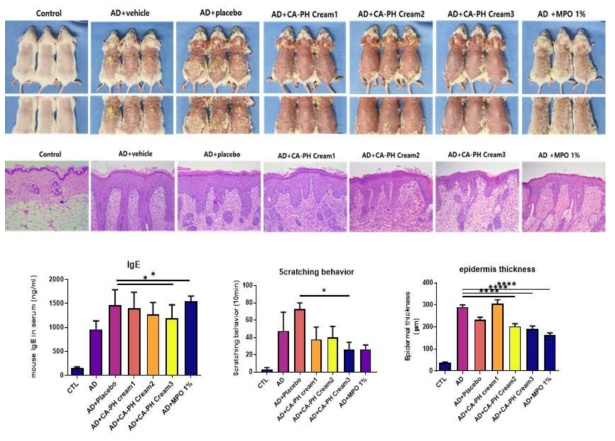 아토피피부염이 유발되면 혈장 내 IgE 농도가 증가하고 피부두께가 증가하며 긁는 행동이 유발됨. 0.2% CA-PH를 3가지 type의 크림 제형별로 도포한 마우스의 등 피부의 표피 두께가 아토피의 비교군과 대조군보다 통계적으로 유의하게 감소함을 확인함