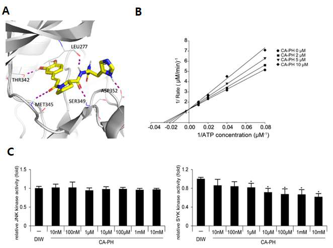 (A) Molecular docking 시뮬레이션을 통한 CA-PH와 Fyn kinase간의 상호작용. CA-PH가 Fyn kinase의 ATP 결합 부위와 상호작용함. (B) Lineweaver–Burk plot 방법을 이용한 Fyn kinase kinetics 결정. CA-PH가 ATP와 경쟁적으로 Fyn kinase를 저해함. (C) CA-PH가 JNK와 SYK 인산화효소를 특이적으로 저해하지 않음