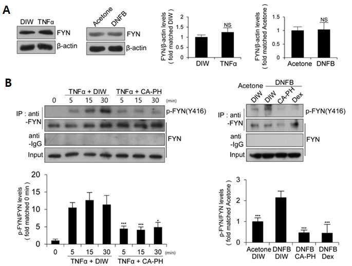 (A) 피부염증에서 Fyn kinase 발현은 차이가 없음. (B) 피부상피세포의 피부염증과 아토피피부염 생쥐 피부에서 Fyn kinase 활성이 증가하였으나 CA-PH에 의해 활성이 억제됨. Fyn kinase 활성은 tyrosine 420의 인산화를 통해 측정함