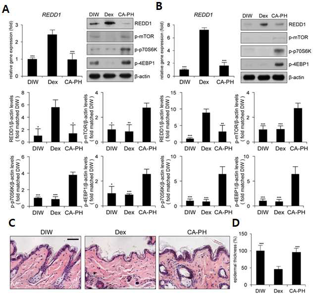 피부상피세포 (A)와 생쥐 피부 (B)에서 덱사메타손에 의해 REDD1 발현이 증가하고 이에 따라 mTOR 신호전달이 억제됨. 하지만 CA-PH는 REDD1 발현이 증가하지 않고 mTOR 신호전달도 유지됨. (C, D) 생쥐 피부 (B)에서 덱사메타손에 의해 REDD1 발현이 증가하고 이에 따라 mTOR 신호전달이 억제됨. 하지만 CA-PH는 REDD1 발현이 증가하지 않고 mTOR 신호전달도 유지됨