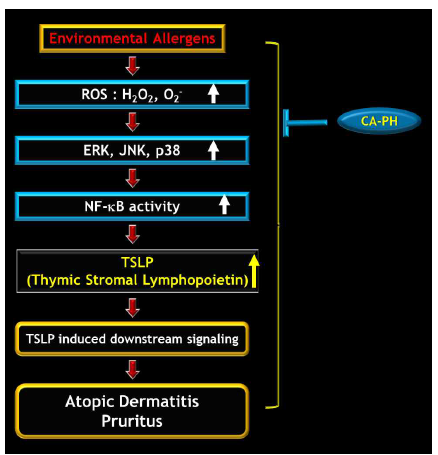 TSLP 신호전달에 의한 아토피 피부염