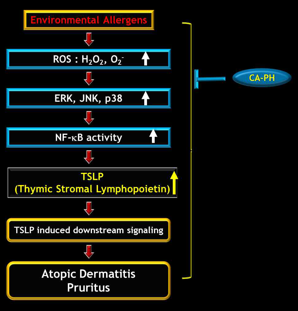 TSLP 신호전달에 의한 아토피 피부염
