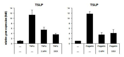 HaCaT keratinocyte에서 TNFα와 flagellin 처리에 의해 증가된 TSLP mRNA 발현이 CA-PH 처리에 의해 감소됨을 Real time PCR 방법으로 측정함