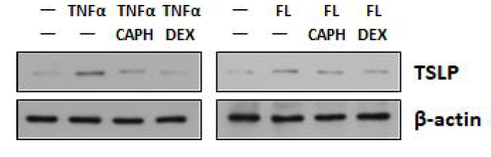 HaCaT keratinocyte에서 TNFα와 flagellin 처리에 의해 증가된 TSLP mRNA 발현이 CA-PH 처리에 의해 감소됨을 Western Blotting 방법으로 측정함