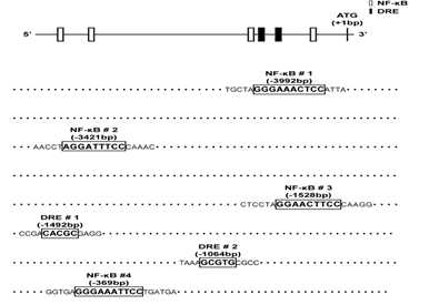 인간 TSLP 유전자 프로모터의 구조. 4개의 NF-κB 전사인자 결합 부위 (NF-κB #1∼4)가 존재함