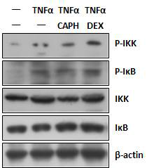 TNFα 처리에 의해 IKK와 IκB 인산확가 증가되었으나 CA-PH 처리에 의해 인산화가 감소하지 않음. 인산화되거나 또는 되지 않은 IKK와 IκB 항체를 이용하여 Western blotting을 수행함