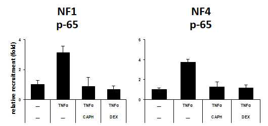 TNFα 처리에 의해 NF-κB 전사인자가 TSLP 유전자 프로모터의 두 개의 NF-κB 결합 부위 (NF1, NF4)에 결합함. 하지만 NF-κB와 프로모터간의 결합이 감소함을 Chromatin immunoprecipitation 방법으로 측정함