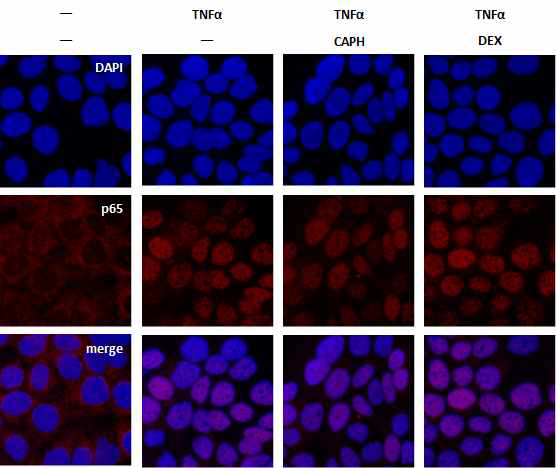 TNFα 처리에 의해 NF-κB의 핵내 이동이 유발되었으나 CA-PH 처리에 의해 억제되지 않음. NF-κB 항체를 이용하여 Immunocytochemistry를 수행함