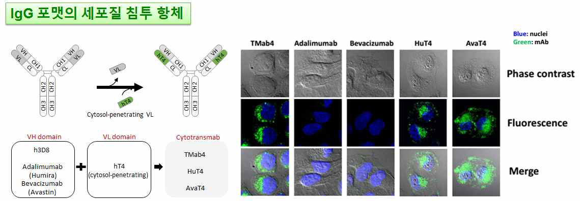 당사의 세포침투항체 기반기술을 Adalimumab, Bevacizumab 에 적용시 세포침투능이 부여됨을 확인함