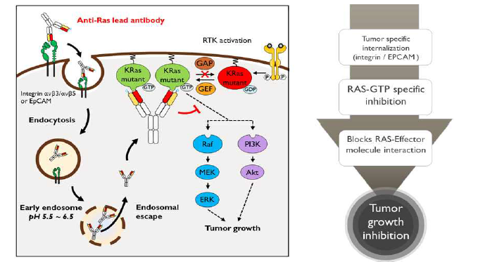 발암성 돌연변이 RAS 표적 세포침투 선도항체의 작용기전. 선도항체는 대장암 등 다양한 종양에서 과발 현되는 EpCAM에 결합한 후 세포침투하여 endosome 내의 pH에 의해 endosome escape를 통해 세포질로 빠져 나온 후, 세포질에 존재하는 활성화된 RAS 단백질에 결합하여 신호전달을 억제함으로써 종양 성장의 억제를 유도 함