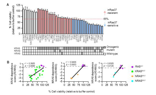 InRas37의 다양한 대장암 세포주에서의 세포 성장 억제능 분석. (A)다양한 KRas 돌연변이를 가지는 다양한 대장암 종양세포주를 이용하여 InRas37의 세포 성장 억제능을 spheroid proliferation assay를통해 확인한 결과. (B) Project DRIVE RNAi screen을 이용하여 다양한 Ras gene과 cell vialbility간의 상관관계를 분석한 의존 점수(ATARiS) 분석