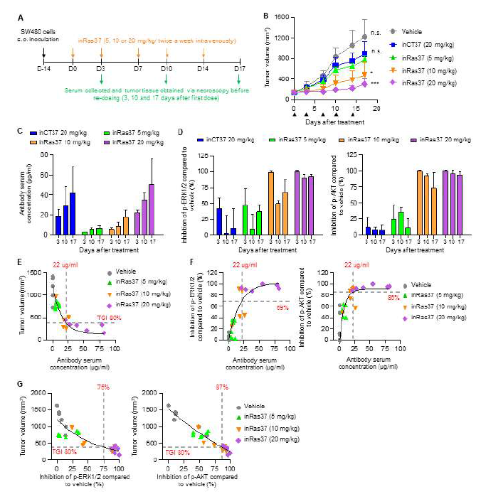 KRas G12V SW480 CDX 마우스 model에서의 in vivo 항암 효과 및 Serum 내 InRas37의 농도, 표적 저해능간 상관관계 분석. (A) 약리학적, 약동학적 실험을 위한 KRas G12V SW480 CDX 마우스 model 에서의 실험 일정 및 항체 처리 조건. (B) 농도 별(5, 10, 20 mg/kg) InRas37 및 inCT37 (20 mg/kg) 처리한 KRas G12V SW480 CDX 마우스 model에서의 종양 성장 곡선. (C) 시간, 농도 별 Serum 내 InRas37 및 inCT37의 항체 농도. (D) 시간, 농도 별 p-ERK1/2, p-AKT 신호 억제. (E) Serum 내 항체 농도와 종양 크기 간 상관관계 분석. (F) Serum 내 항체 농도와 p-ERK1/2, p-AKT 신호 억제 간 상관관계 분석. (G) 종양 크기와 p-ERK1/2, p-AKT 신호 억제 간 상관관계 분석
