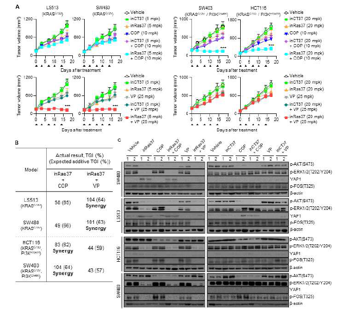 마우스 CDX 모델에서 InRas37과 소분자 의약품의 병용치료법에 의한 상가효과 확인 (A) InRas37 민감성을 세포주 LS513, SW480, 저항성 세포주 SW403, HCT116을 이종이식한 마우스 모델에서 InRas37과 소분자 의약품의 병용처리하여 실험한 결과. 주 2회 iMab과 COP(PI3K 저해제)는 정맥주사를 통해, VP(YAP1 저해제)는 복강 내 주사를 통해 투여하였음. (B) 실제 관찰된 종양 저해 능력(TGI)과 Bliss independence model을 통해 예측된 종양 저해 능력(TGI)를 나타낸 표. 병용처리를 하였을 때 예측된 TGI 보다 실제 TGI가 높은 경우 상가효과를 나타낸다고 봄