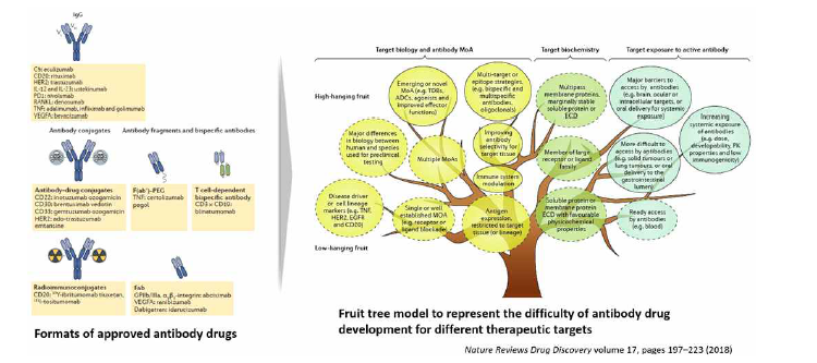 기존 항체 치료제에서 차세대 항체 치료제로의 변화