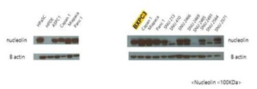 Pancreatic cancer cell line에서 Nucleolin expression