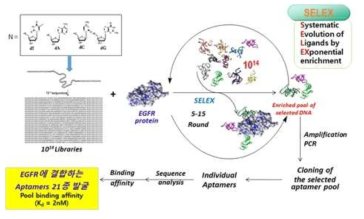 EGFR 압타머 발굴