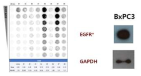 EGFR 압타머의 결합력(Kd) 측정 및 BxPC3 cell line에서 EGFR expression 확인 3