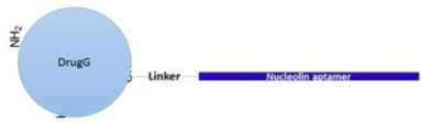 DrugG-Linker-(Nucleolin aptamer) Conjugate