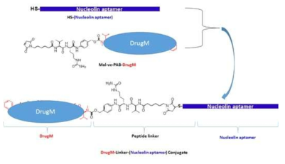 DrugM-Linker-(Nucleolin aptamer) Conjugation