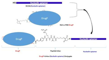 DurgP-Linker-(Nucleolin aptamer) Conjugate