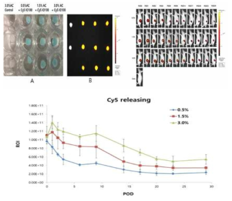 In vivo에서 Cy5-IO100/AC patch의 Cy5 releasing pattern 분석