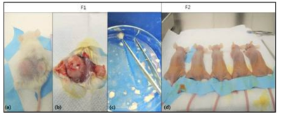 환자 유래 종양 조직을 이용한 PDX 모델 구축 (a) Patient tumor bearing NOD/SCID mice, PDTX F1 (b) Skin incision over tumor and exposure implanted patient tumor in NOD/SCID mice (c) Isolating and slicing tumor into smallest fragments (d) Transplant smallest fragments into F2 mice