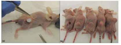 PDX 모델에 IO101/AC Patch 이식 실험 (a) Skin incision over implanted tumor and applying patch over tumor (b) Tumor size measures based on serial follow up