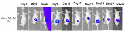 Gemcitibine I.V injection 마우스에서는 종양억제 효과
