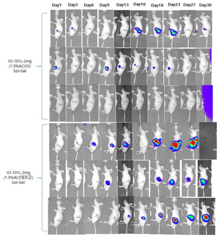 Sol-Gel Type 이식제에서는 IVIS imaging