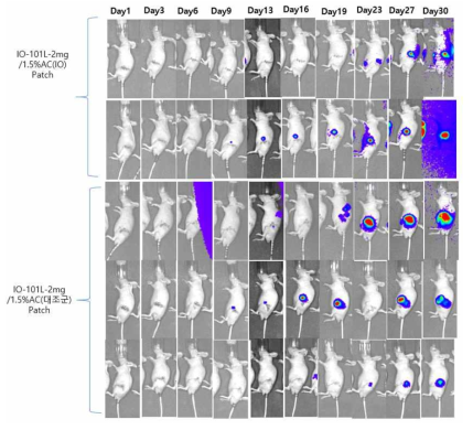 Patch Type Type 이식제에서는 IVIS imaging