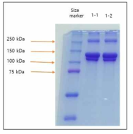 SDS-PAGE 분석