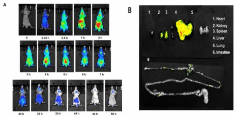 Dye-labeled IO101L의 Bio-distribution