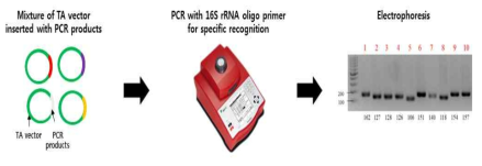 제작된 oligo primer들의 특이성 검증을 위한 PCR 기법 기반 실험 과정