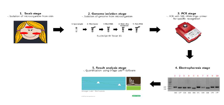 유전자 증폭 기술을 활용한 피부 상재 미생물 분석 단계