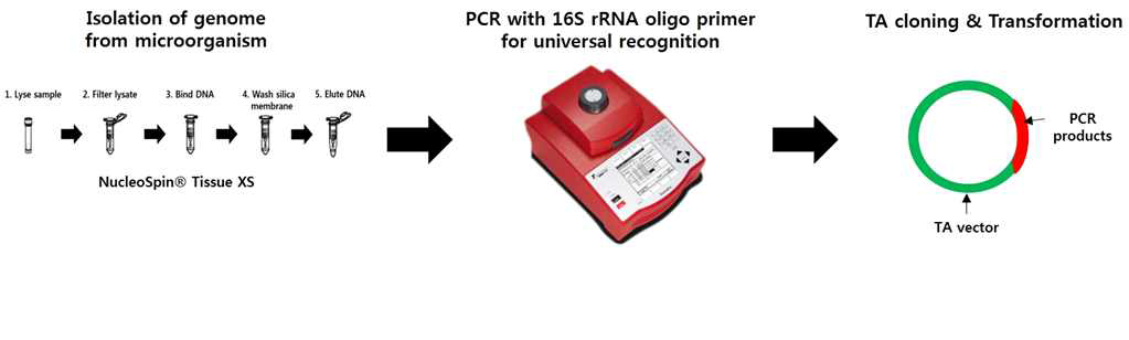비병원성 미생물의 16S rRNA TA 벡터 클로닝