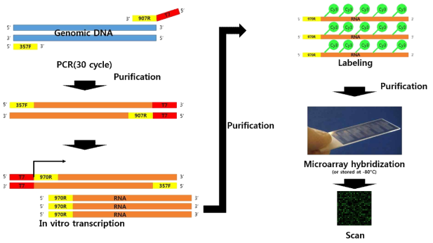 피부 상재 미생물 분석을 위한 프로토타입 DNA 칩 개발을 위한 Microarray 기법 확립 과정