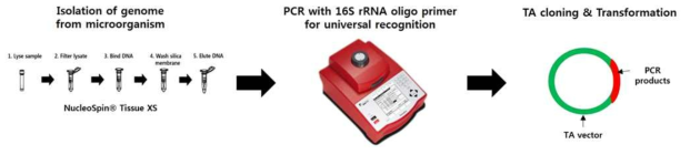 비병원성 미생물의 16S rRNA TA 벡터 클로닝