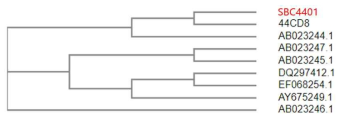 류코노스톡 메센테로이데스 SBC-4401의 phylogenetic tree