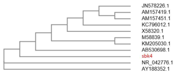 스트렙토코커스 살리바리우스 sbk4의 phylogenetic tree